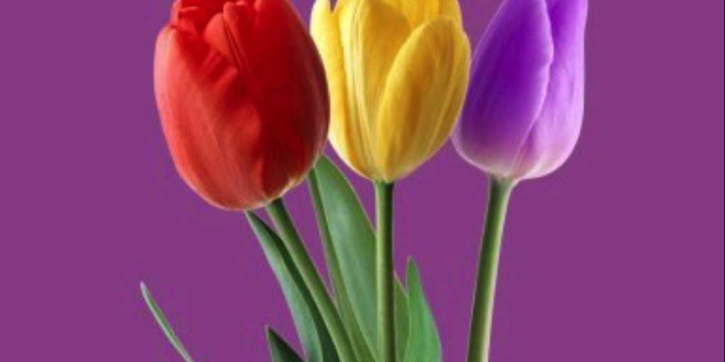 kaoutar1956's profile banner image