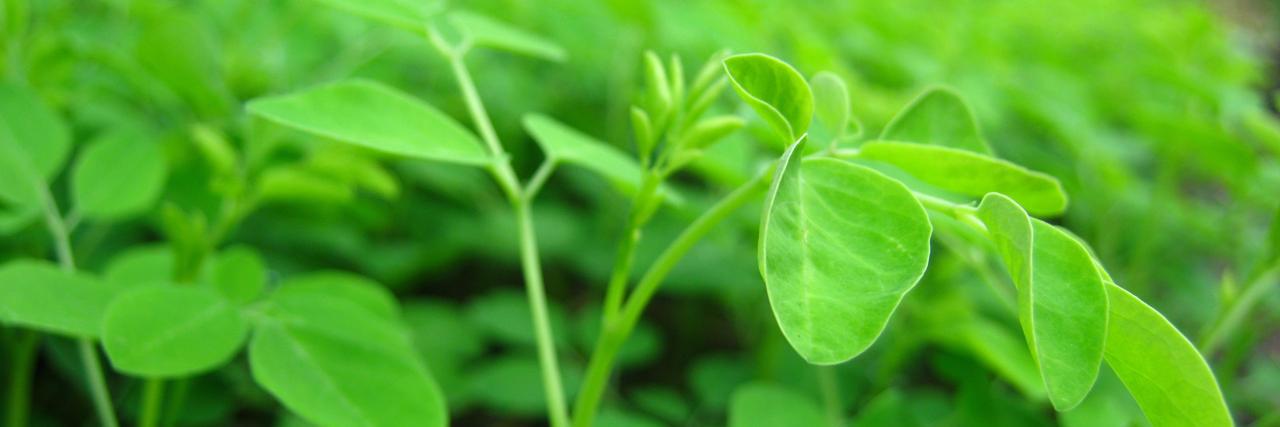 Moringa Nutrition banner