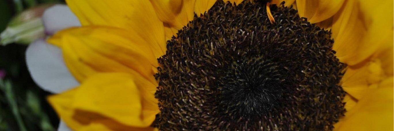 KnowlesWanda's profile banner image