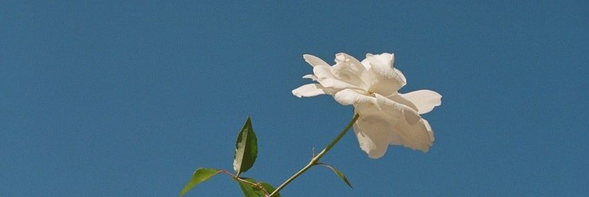 BbyYams's profile banner image