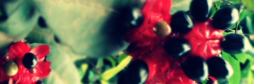 knufus ✨⚡💙 banner