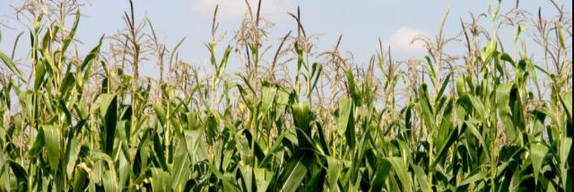 cornstalk8's profile banner image