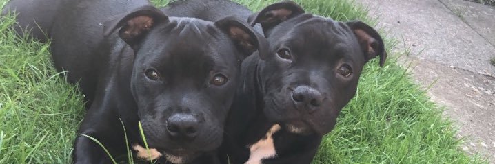 _amymurray's profile banner image