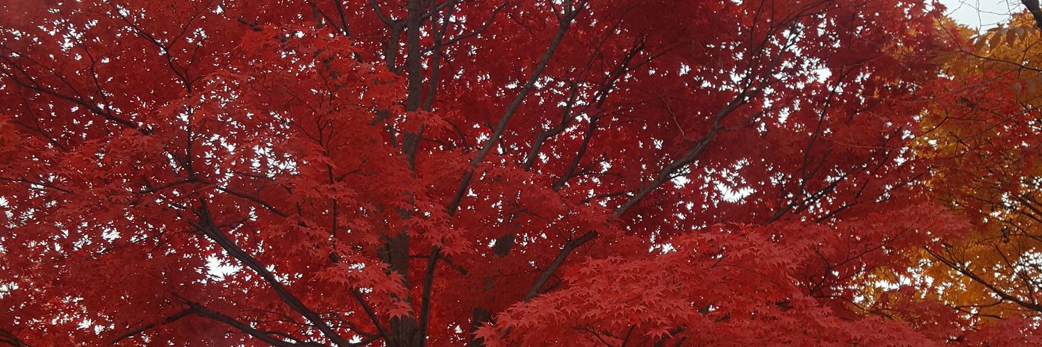 Kisepah's profile banner image