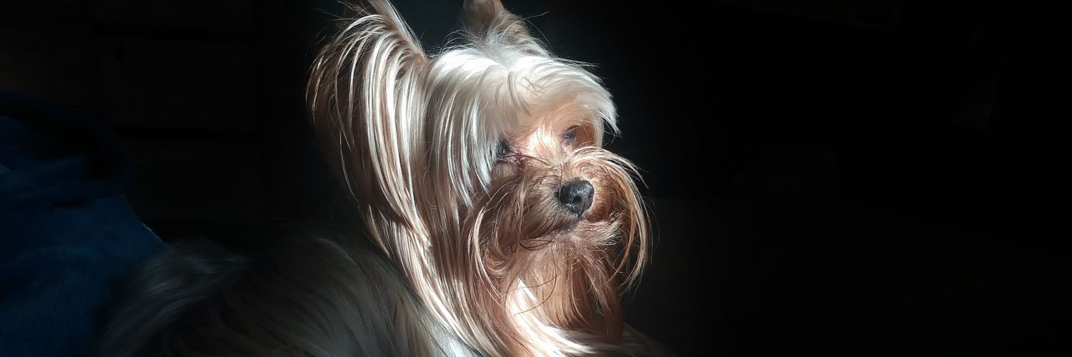 SofiieeV's profile banner image