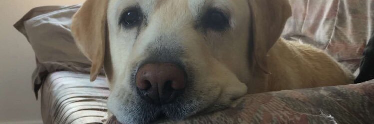 UnChorizo's profile banner image