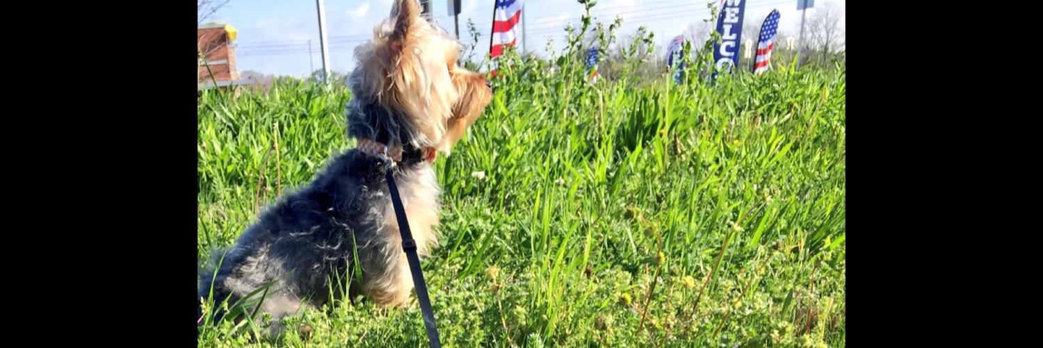 tripodpup's profile banner image