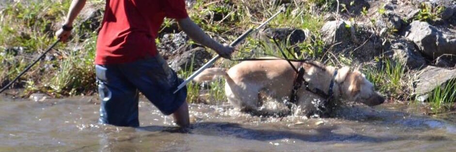 GuideDogWilla's profile banner image