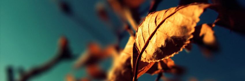 azarpascale's profile banner image