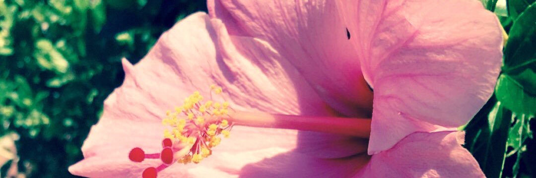 HollidayMiles's profile banner image