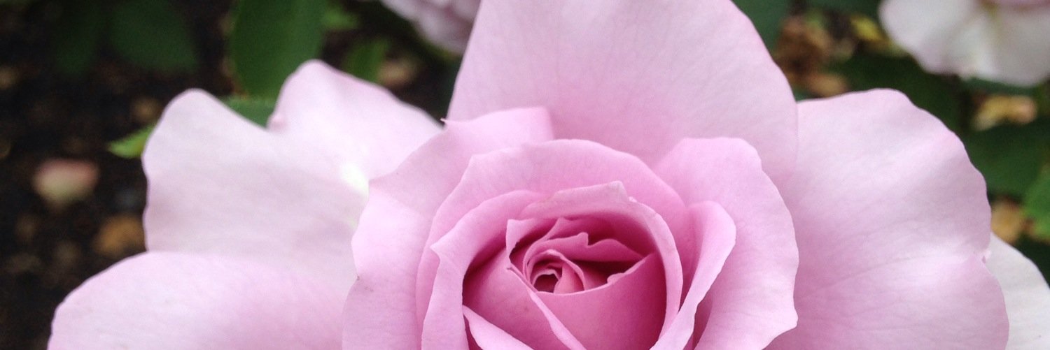cat_traylor's profile banner image
