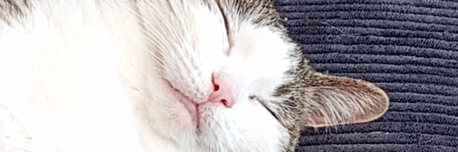 6cats2dogs banner
