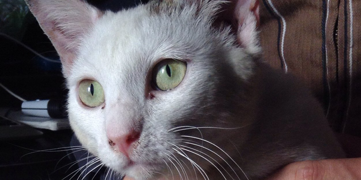 sosdogcat's profile banner image