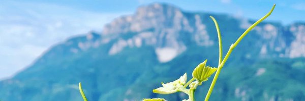 Rieseled Profile Banner