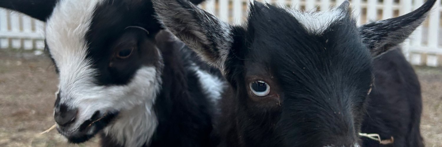 V🍒🎱🍸🪩 banner