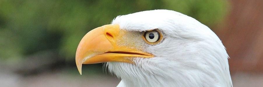 CheaJosiah's profile banner image