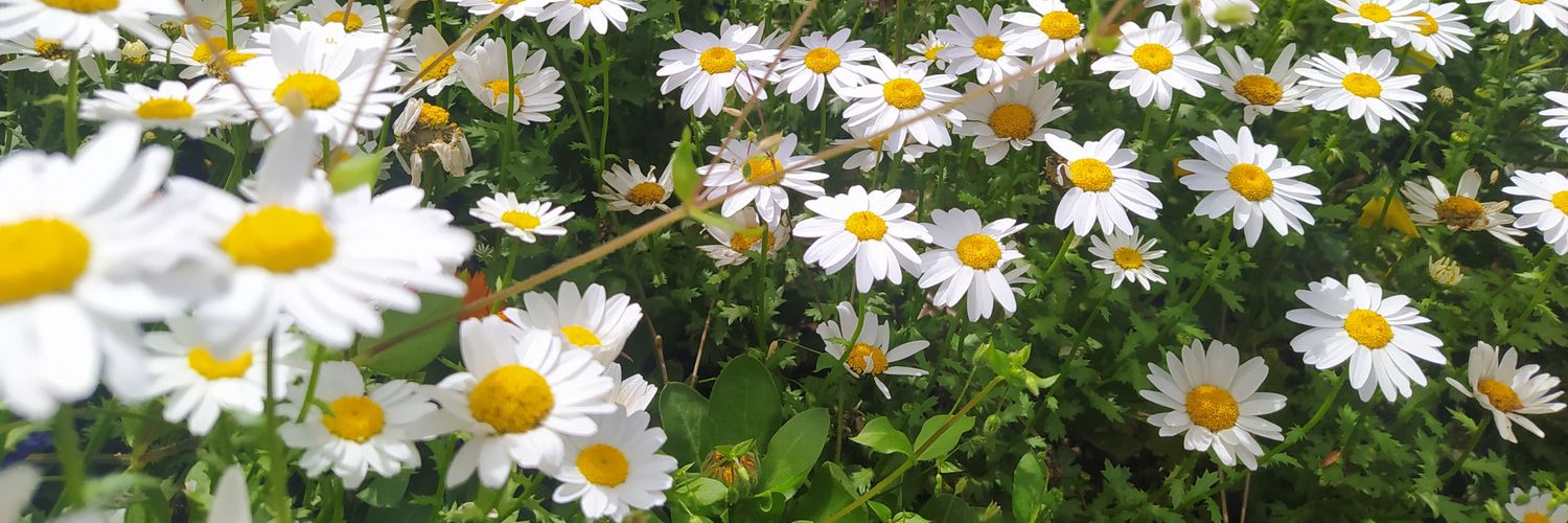 Sofía Pérez Mendoza banner