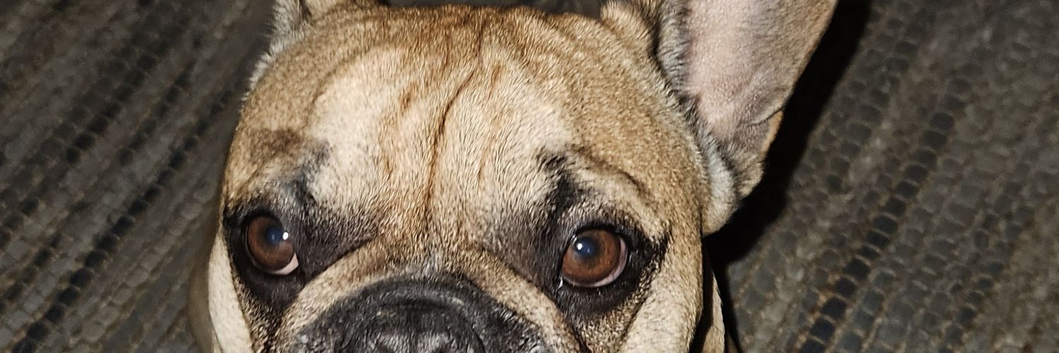 ccandii's profile banner image
