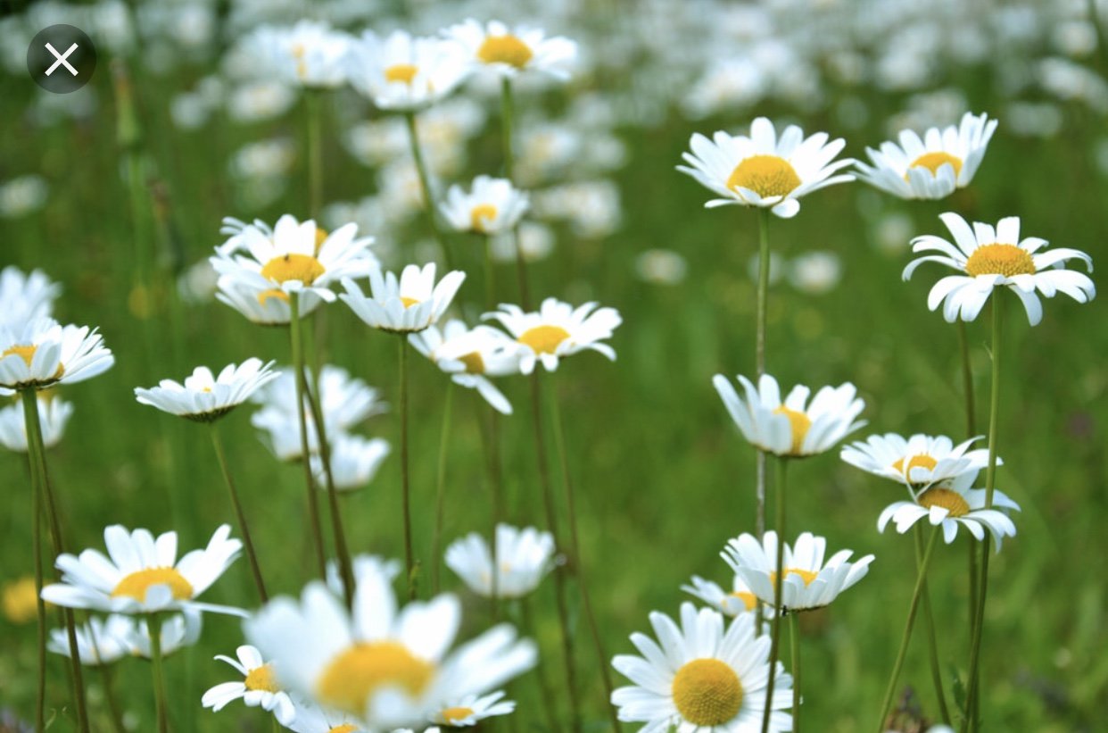 EvieMortimer's profile banner image