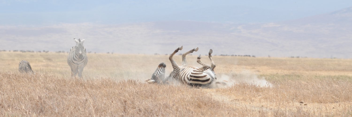 Albert Solano Molins banner