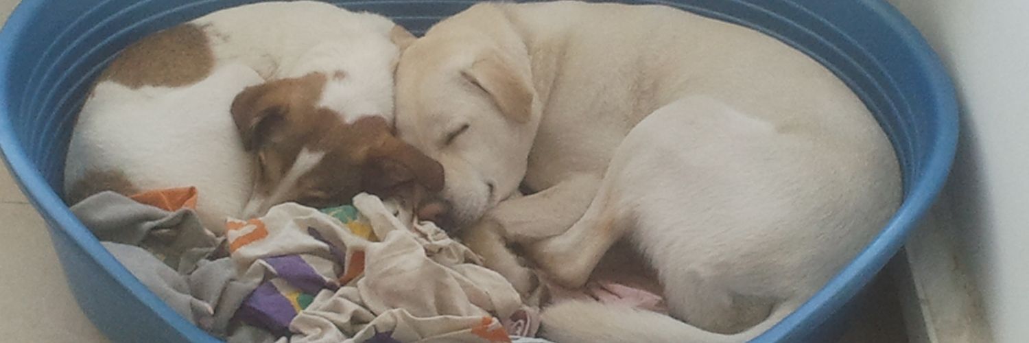 Dr. Ilana Shpaizman banner