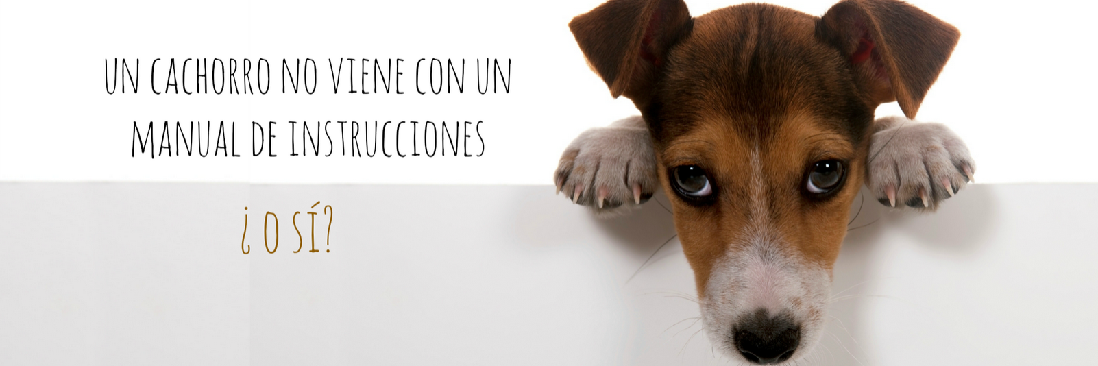 educachorros's profile banner image
