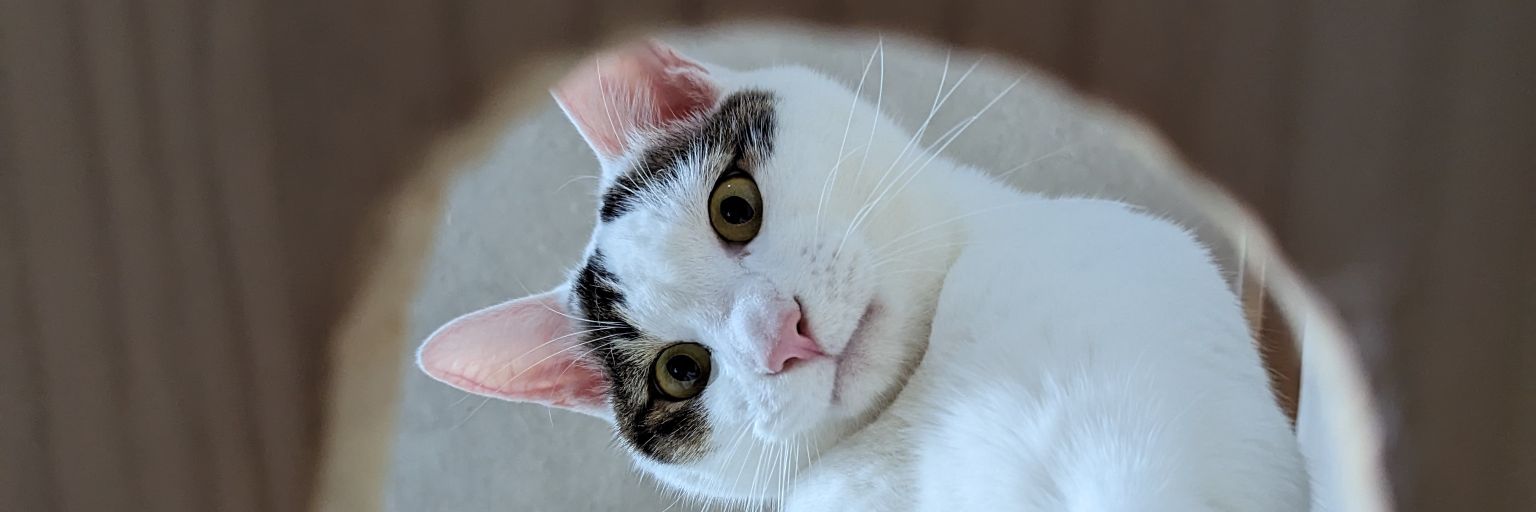GLsatoshi's profile banner image