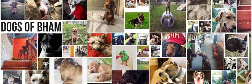dogsofbham's profile banner image