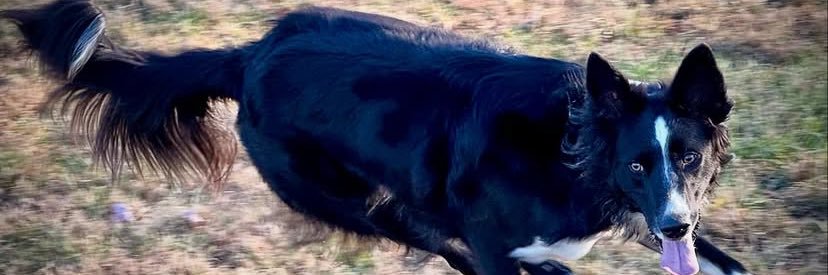 Black, White & Grey banner