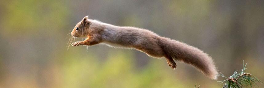 squirrel_pix's profile banner image
