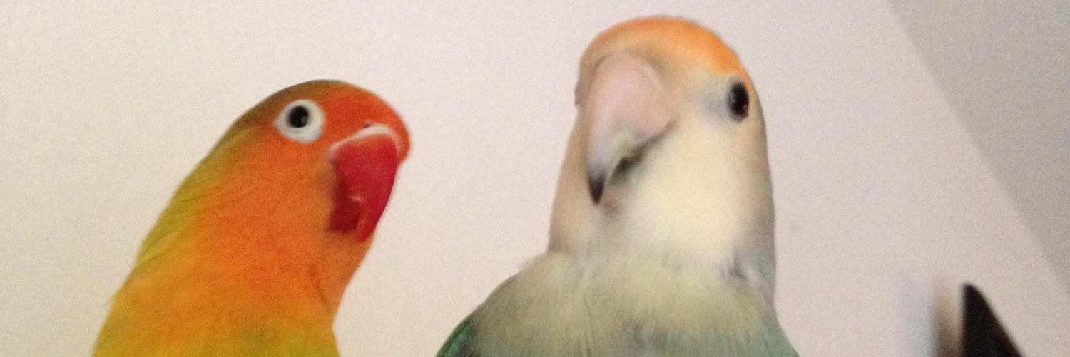 blancadabird's profile banner image