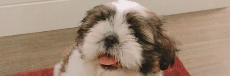 mafefigueiredo2's profile banner image