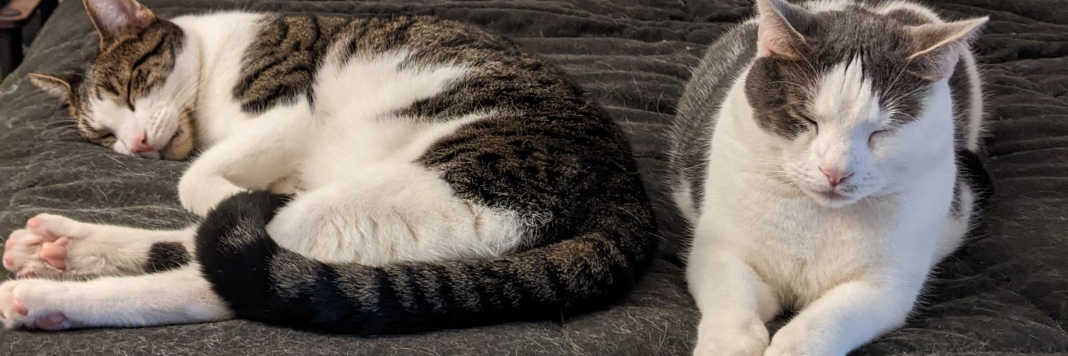 dace09.bsky.social banner