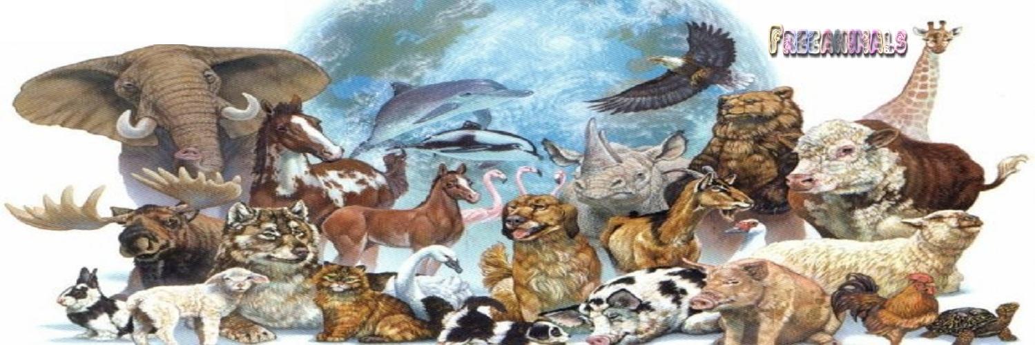 freeanimals_b's profile banner image