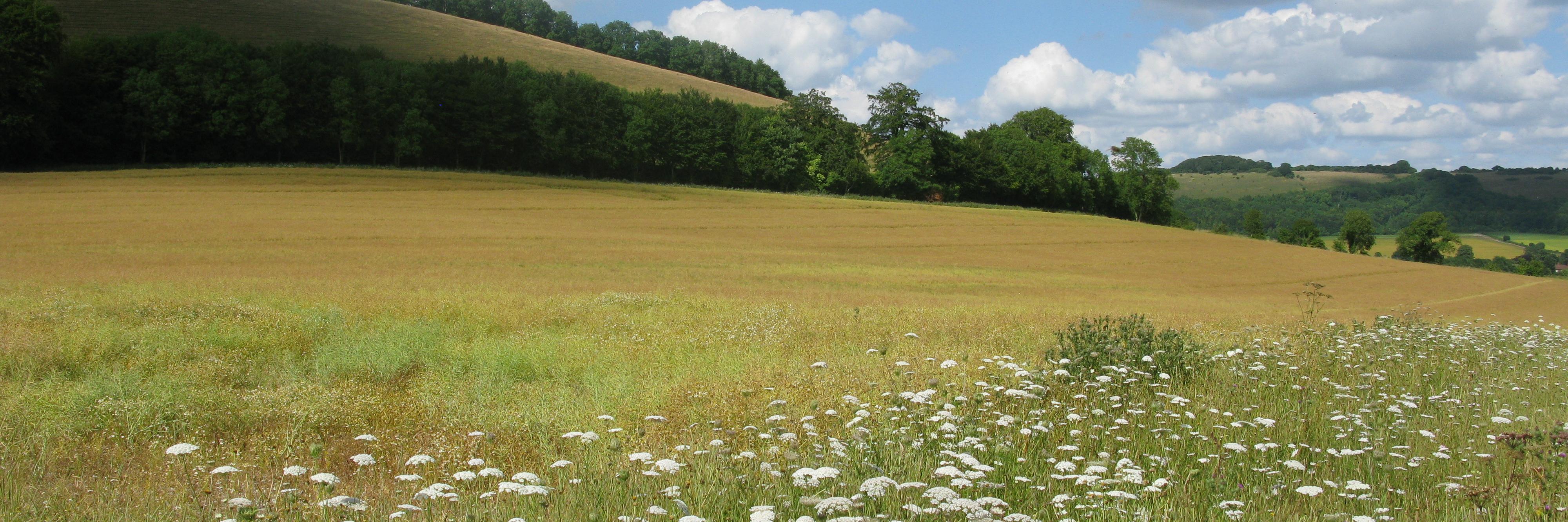 BeesatExeter's profile banner image