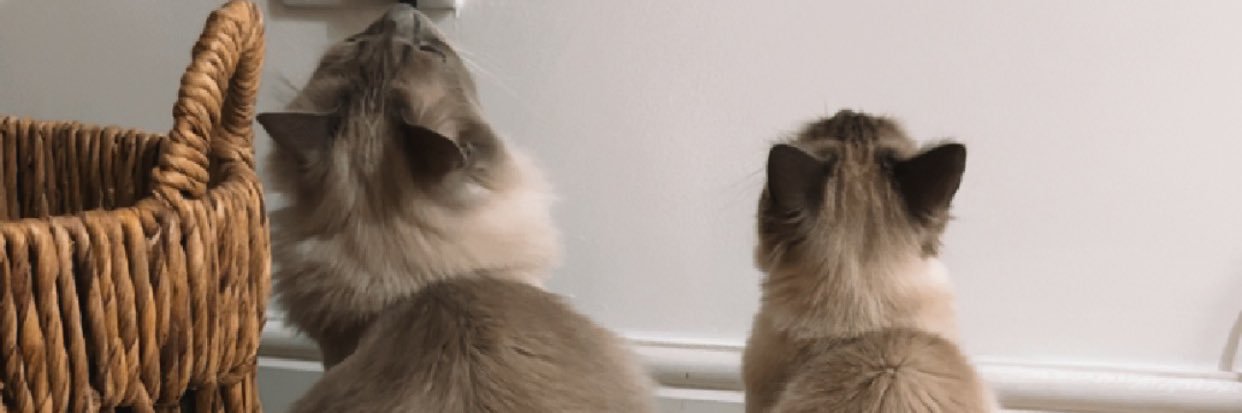 ellharryyy's profile banner image