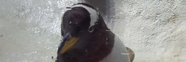 TheGeekArrow Profile Banner