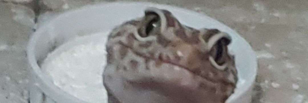 Lizard_Squared's profile banner image