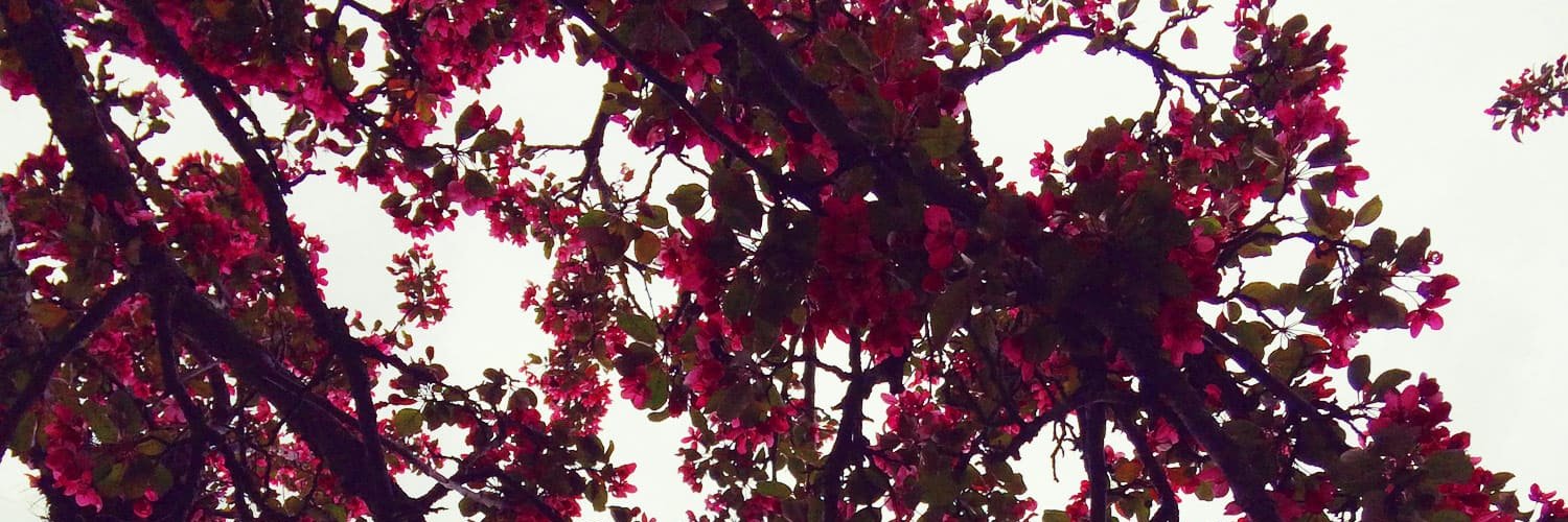 Curtis Weigel banner