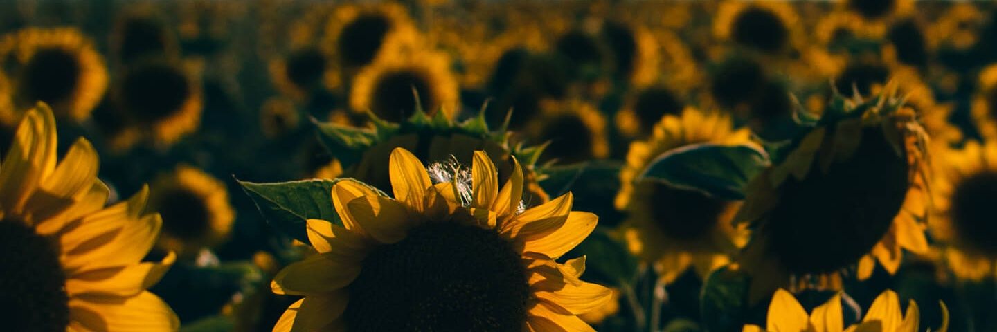 Irene_Blue's profile banner image