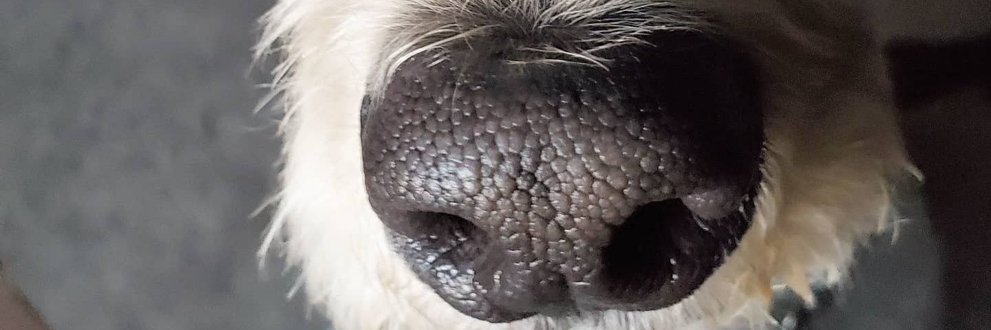 WhistlingThomas's profile banner image