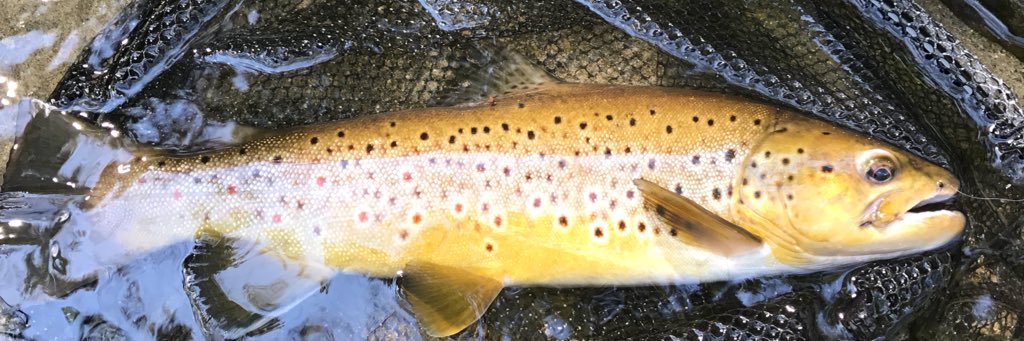 BlogFlyFishMA's profile banner image