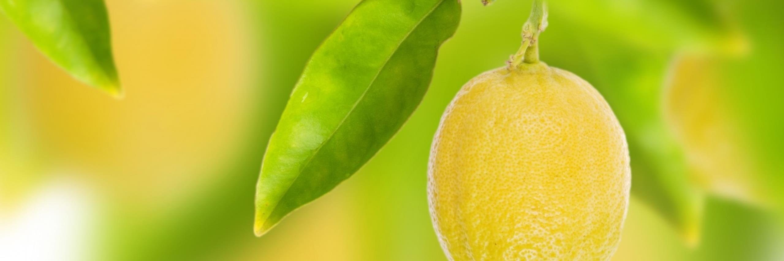 Abe_Lemons's profile banner image