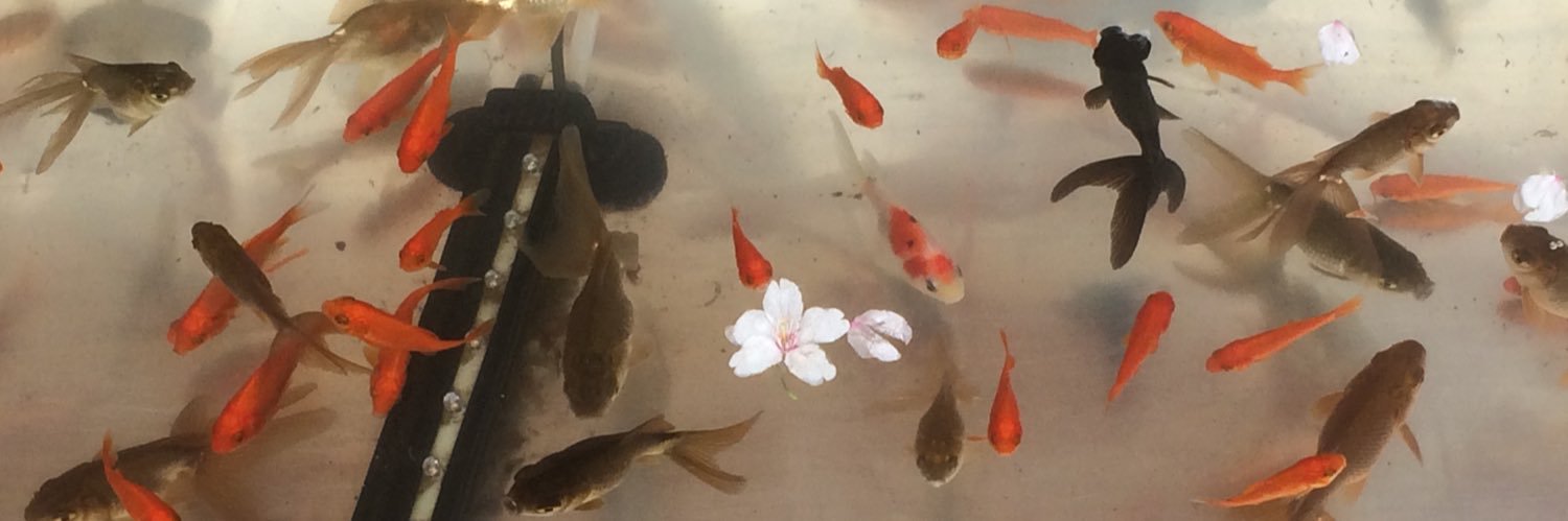 トキ/とーとー banner