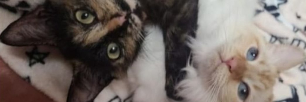 Tonja67's profile banner image