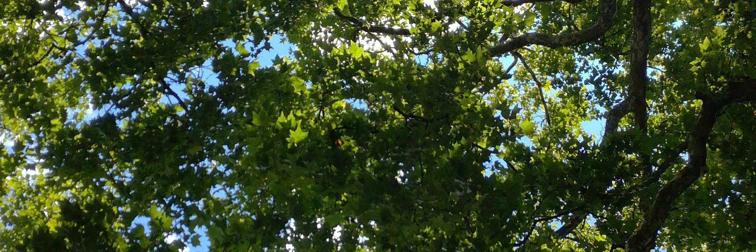lauraglezgl's profile banner image