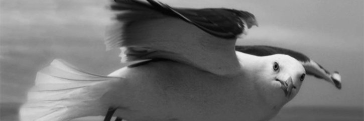 boodaisy's profile banner image