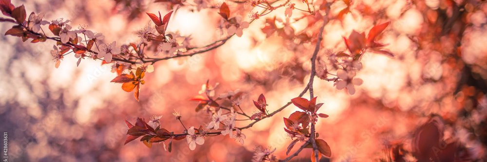 Burak Smith ⚵ 🍪 🐝🍯 🍃 banner