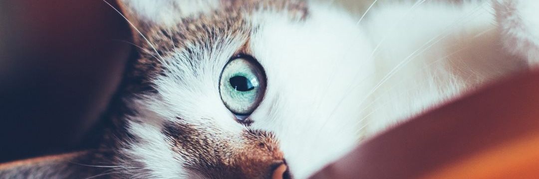 mancini_lu's profile banner image
