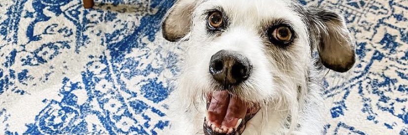 Chase Magnett 🇵🇸 banner